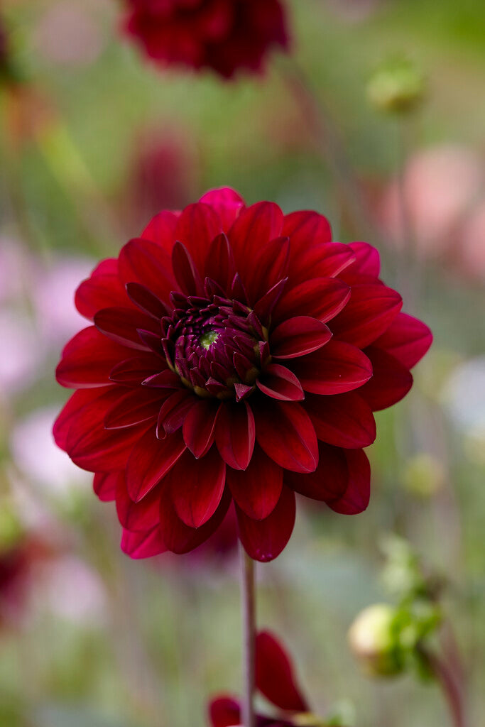 Dahlia Dekorativ Karma Naomi 1-pakning NYHET